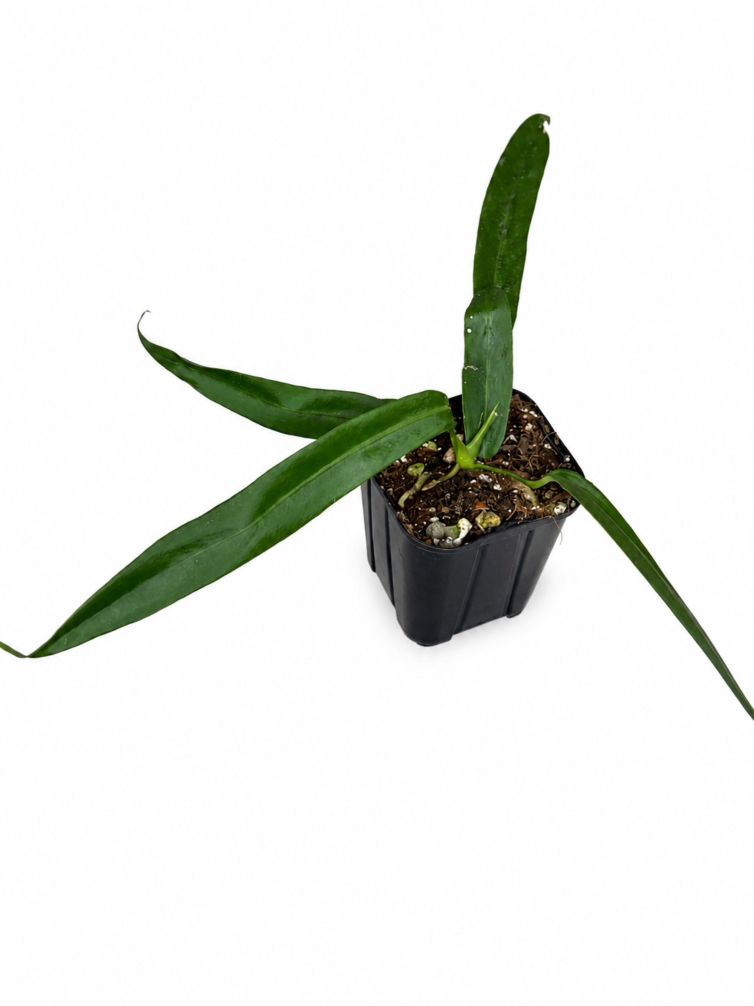 3" Anthurium Pallidiflorum