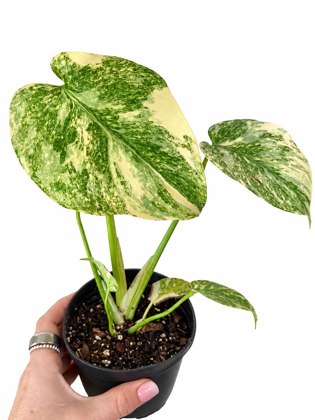 4” Monstera Legacy