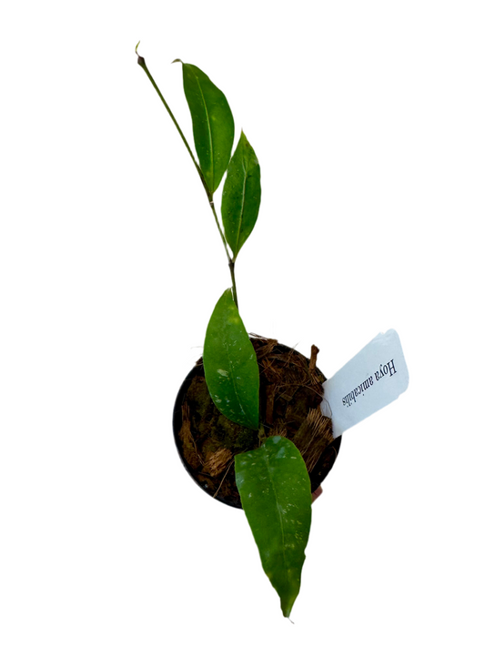 3” Hoya Amicabilis