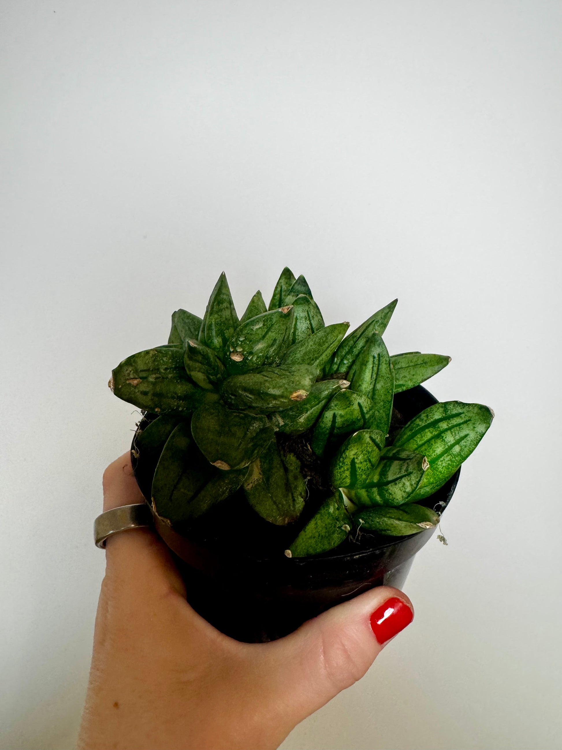 sansevieria price 4" Sansevieria 'Pyramid' – Thesimplyrootedmama
