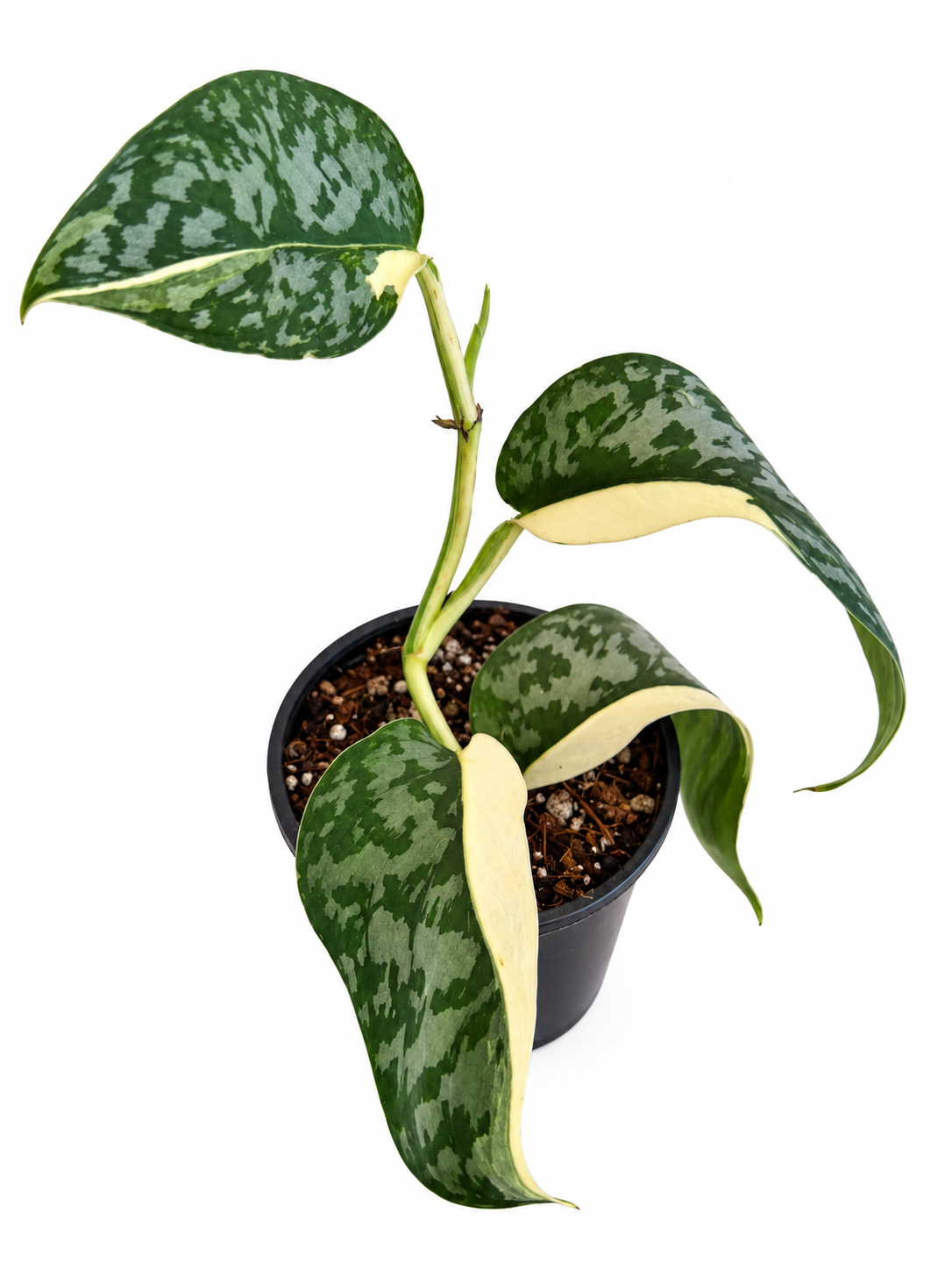 4" Scindapsus Lakambini