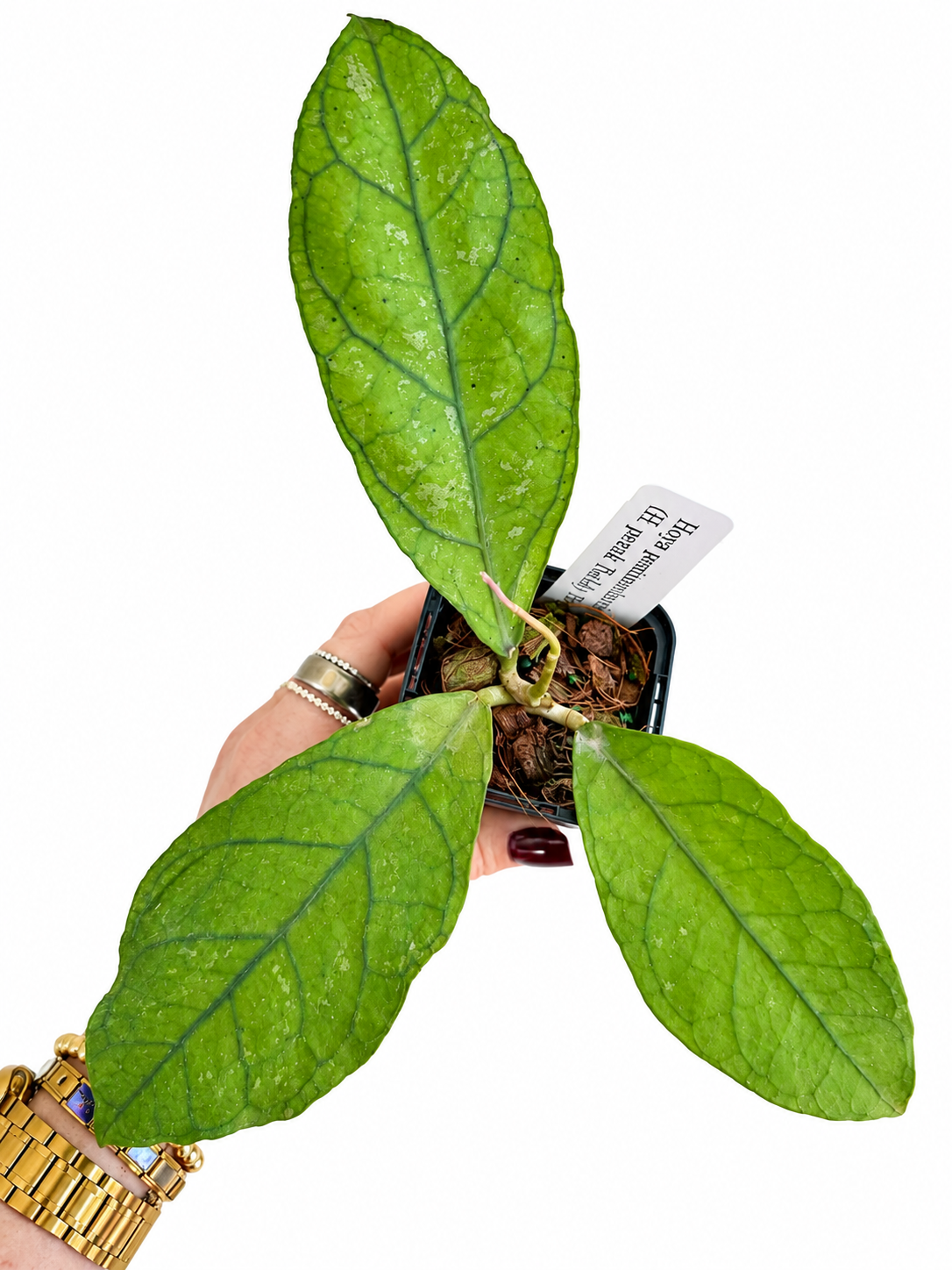 3" Hoya Peninsularis (H. perak teddy bear)