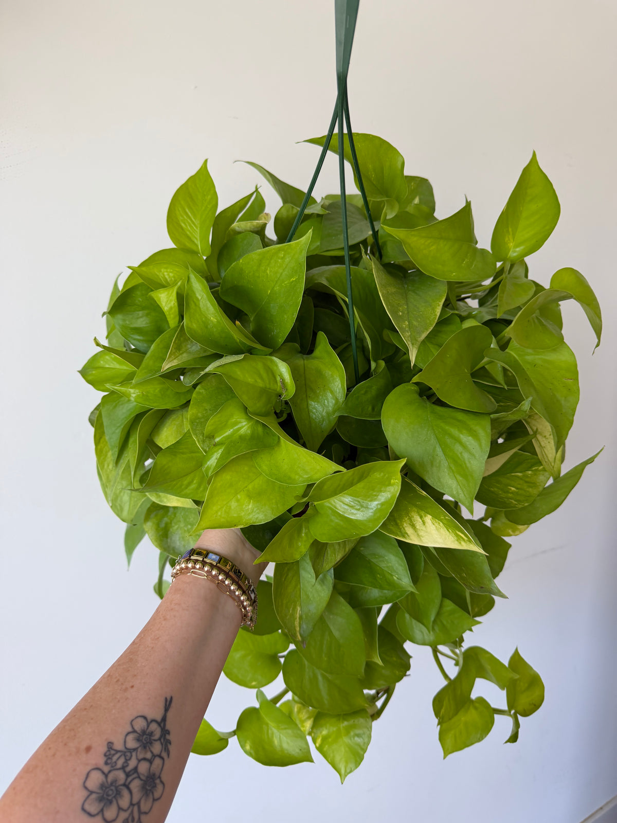 8” Pothos Neon