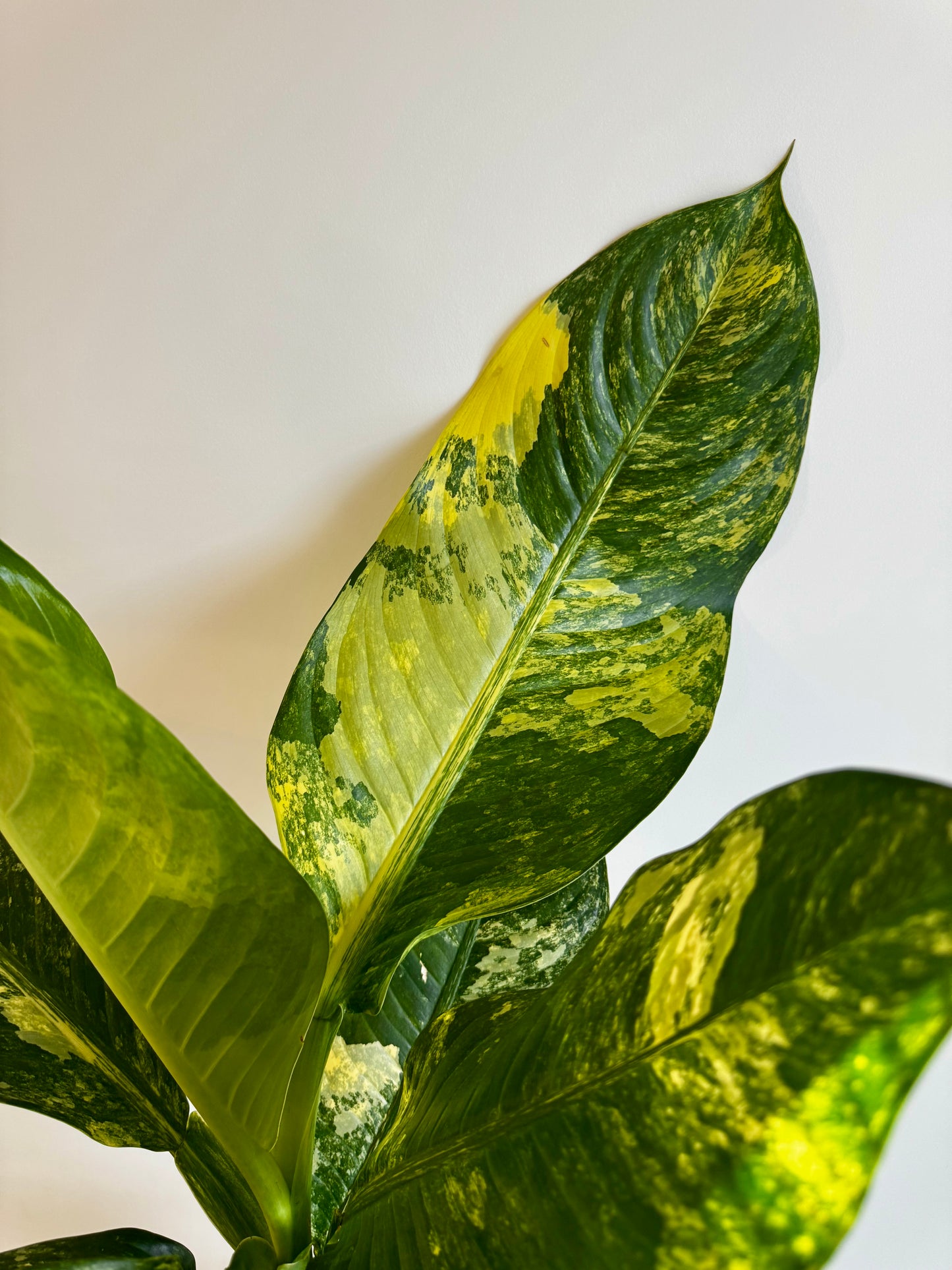 8” Dieffenbachia ‘Big Ben’ Variegated