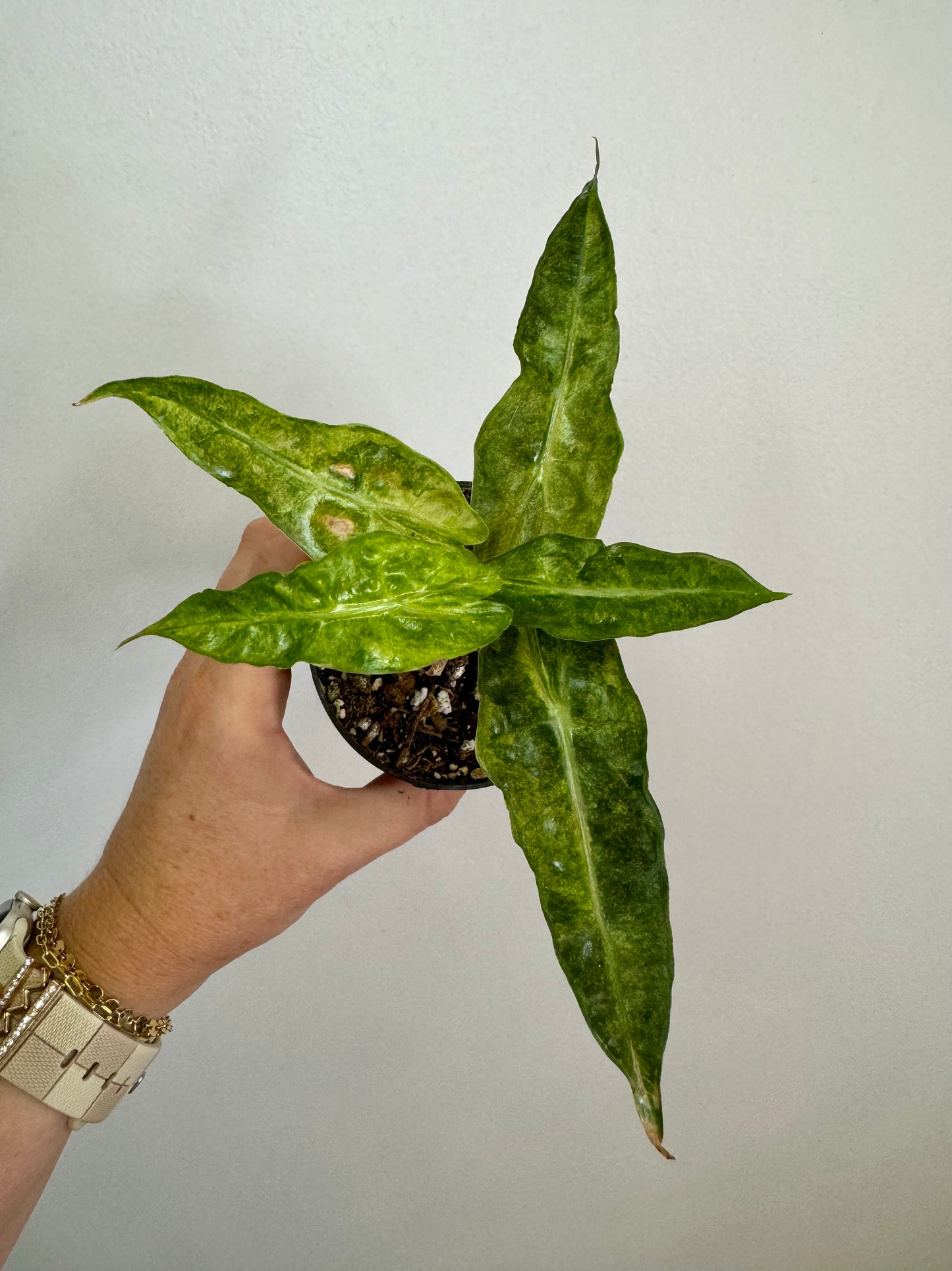 4" Alocasia Amazonica 'Polly' Variegated