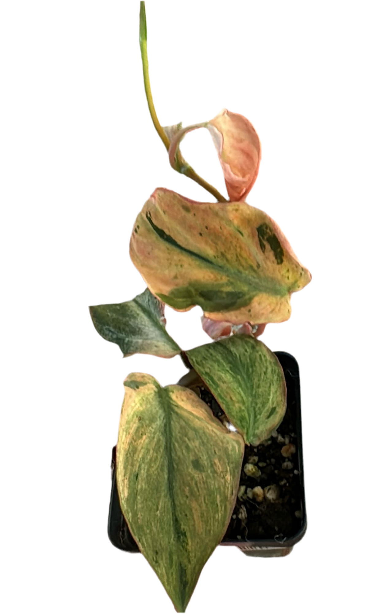 2.5" Philodendron Micans Mint Pink Variegated