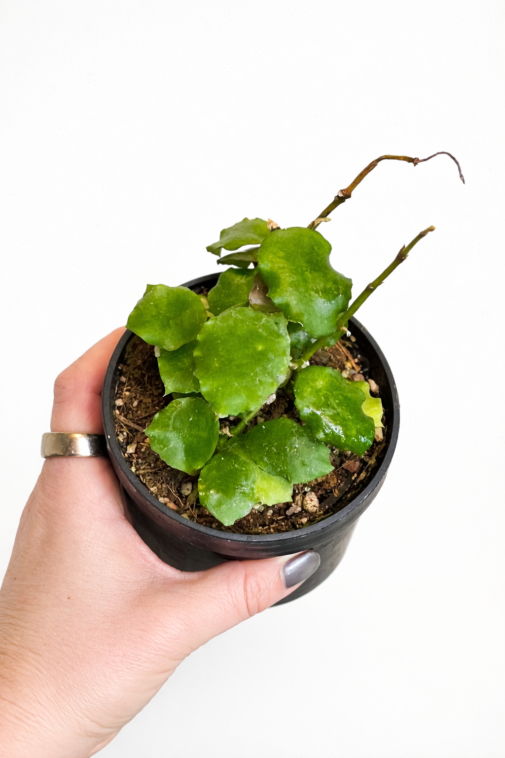 3" Hoya Endauensis