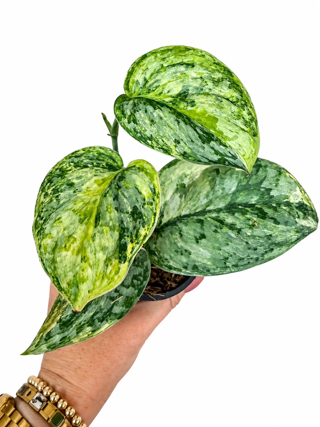 3” Scindapsus Geulis