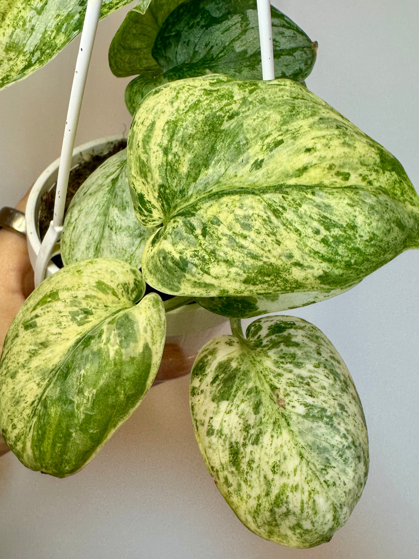 3" Scindapsus Jade Satin Crème Brûlée