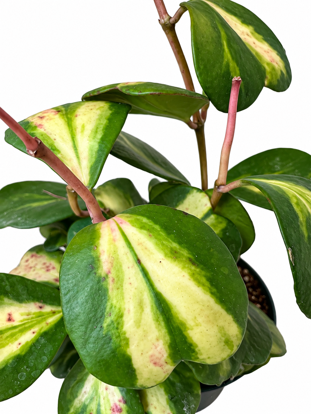 6” Hoya Kerrii Reverse (Inner) Variegated