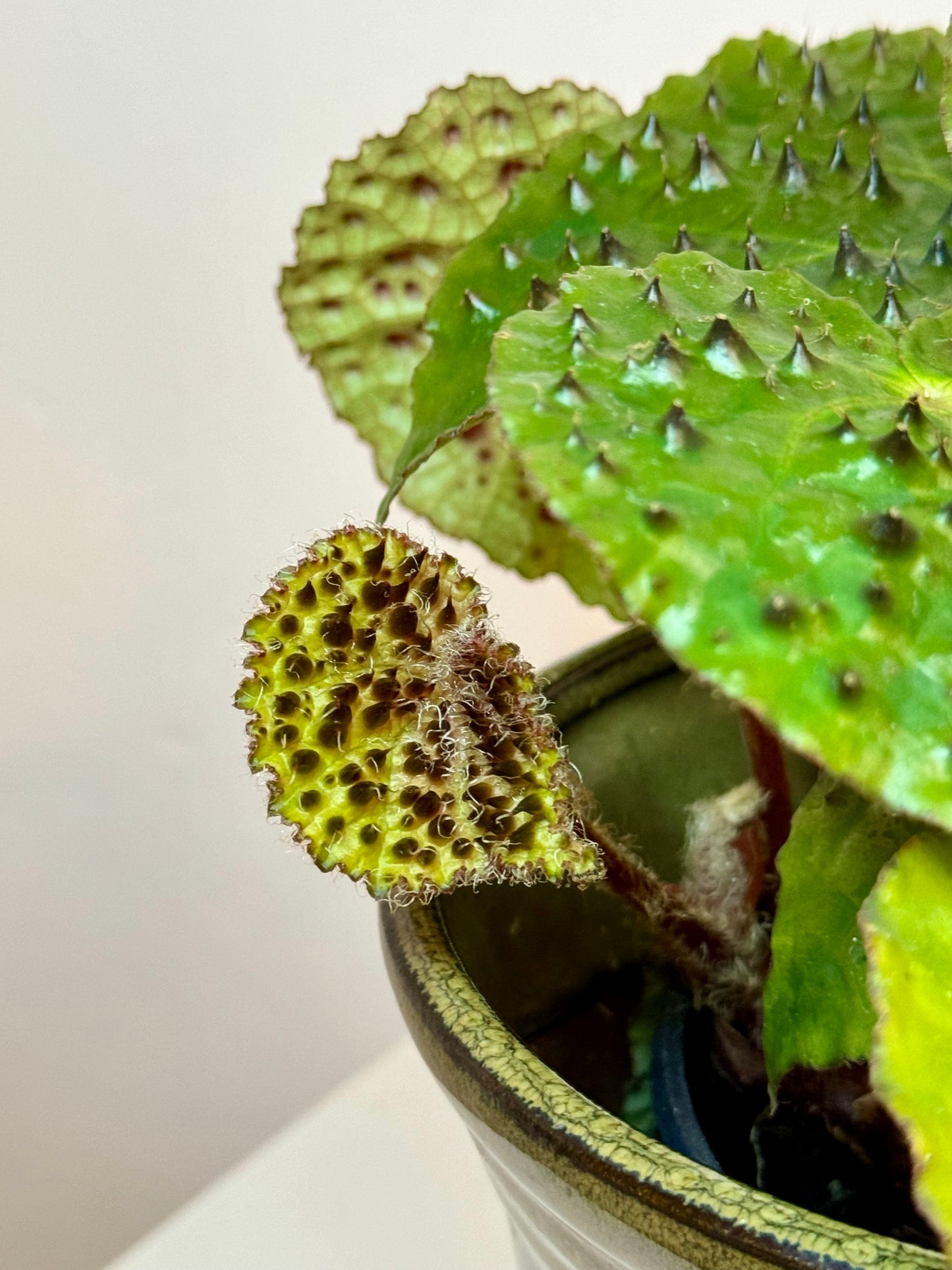 4" Begonia Ferox