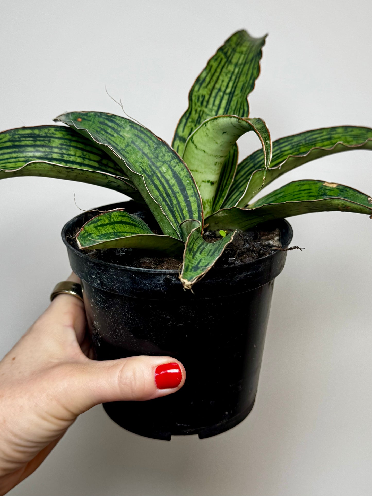 4” Sansevieria Cleopatra