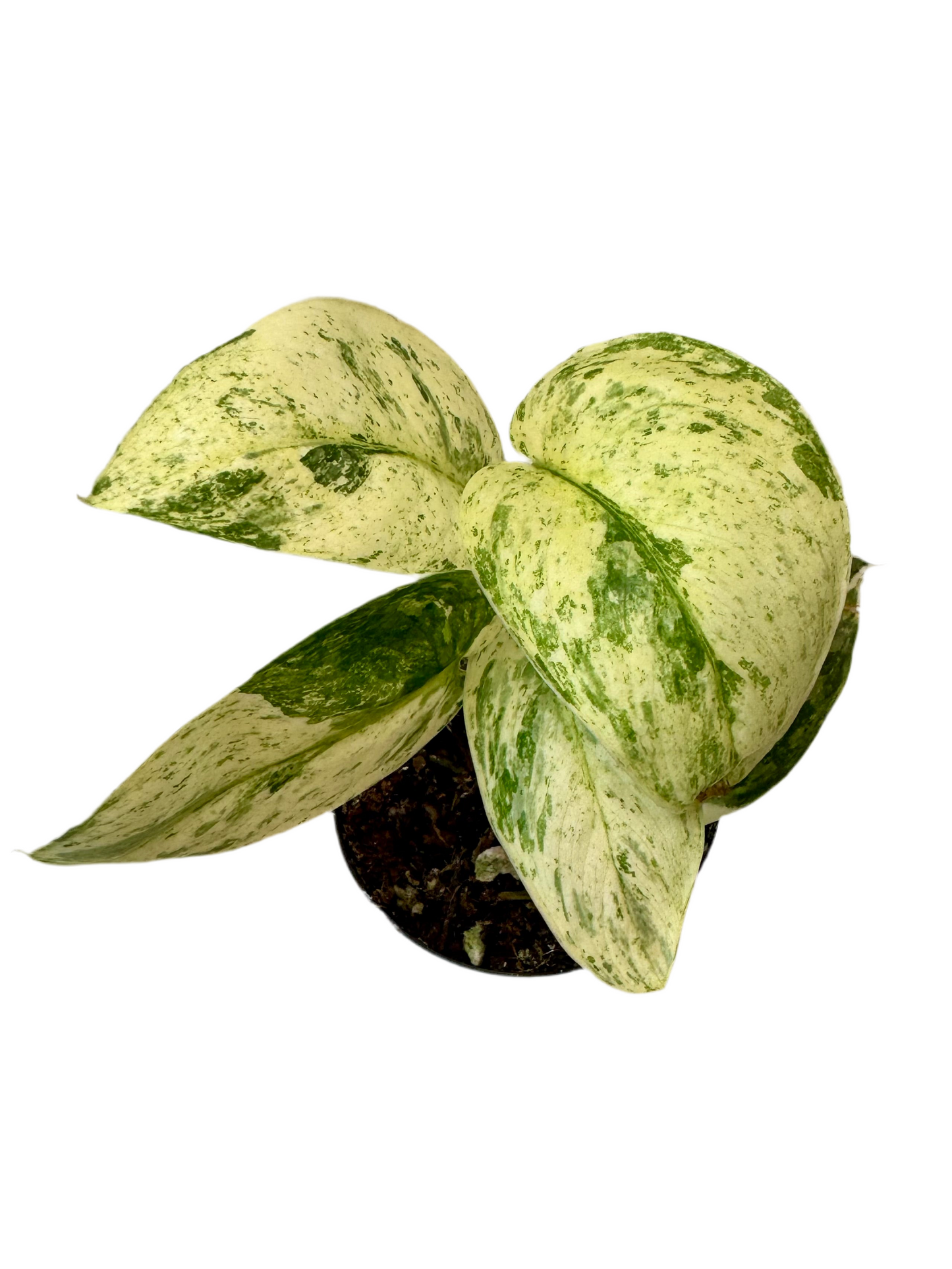 3” Scindapsus Halimoon
