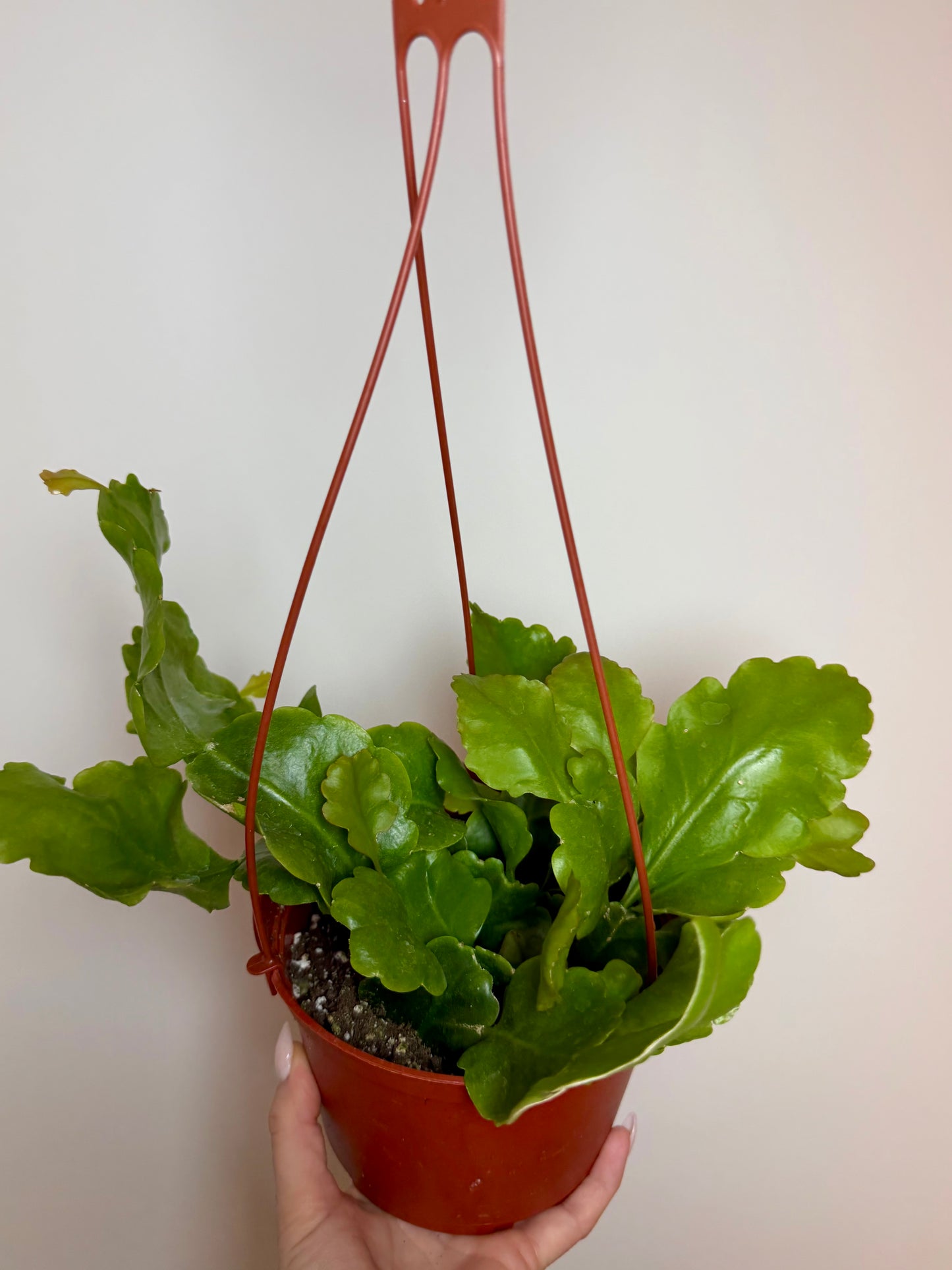 6” Rhipsalis Oblonga