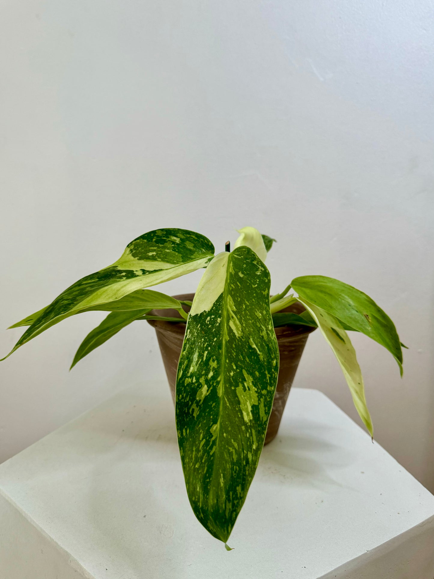 4” Philodendron Jose Buono - High Variegation