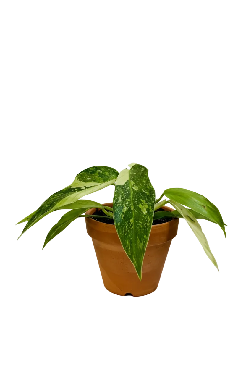4” Philodendron Jose Buono