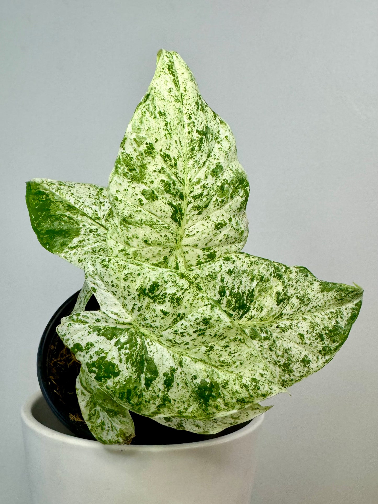 4” Alocasia Macrorrhiza Camouflage