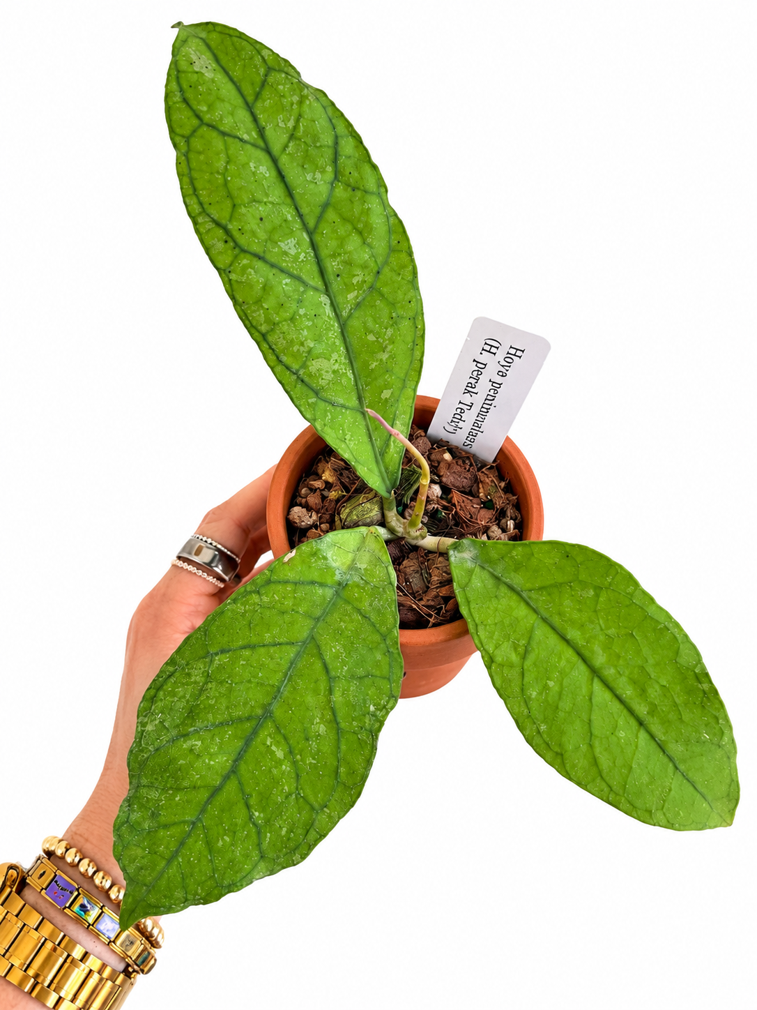 3" Hoya Peninsularis (H. perak teddy bear)