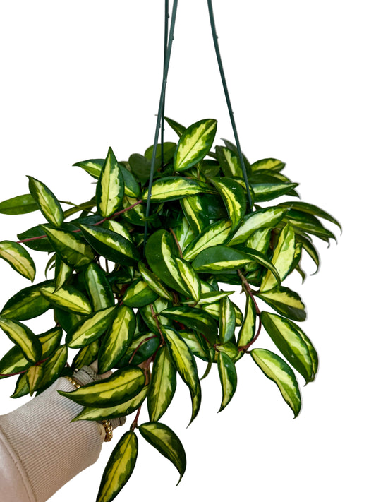 6" Hoya Krimson Princess