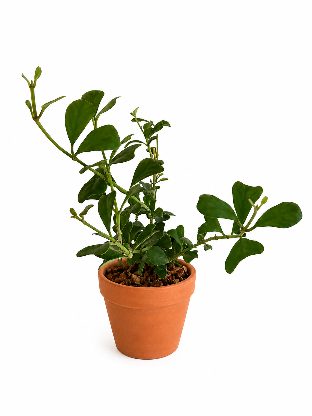 4" Hoya Manipurensis (Hanging Basket)