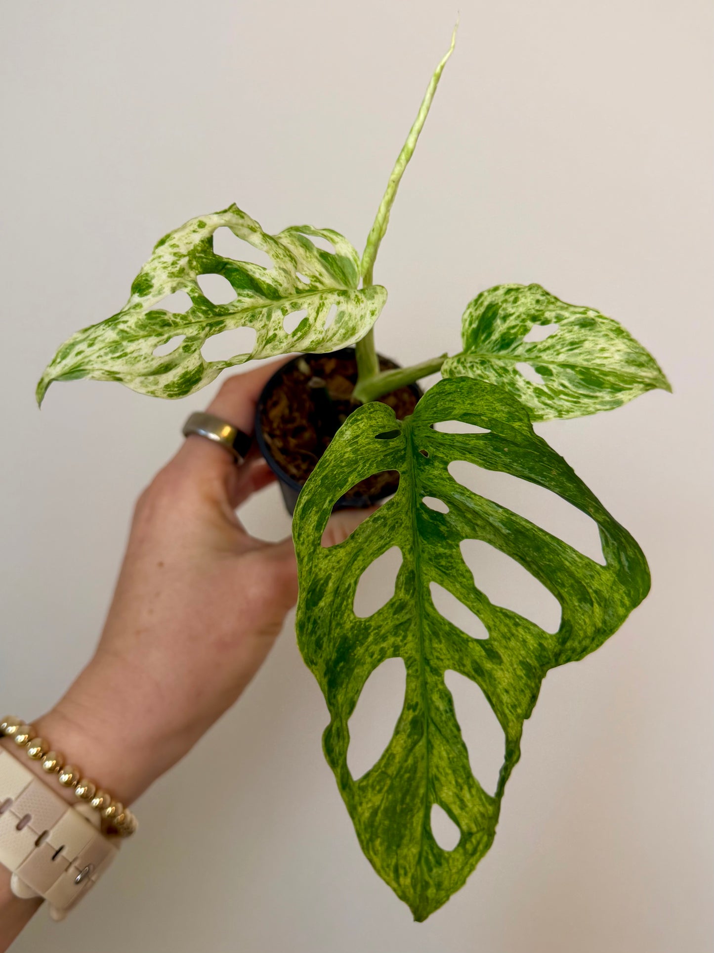 2” Monstera Adansonii Laniata Mottled