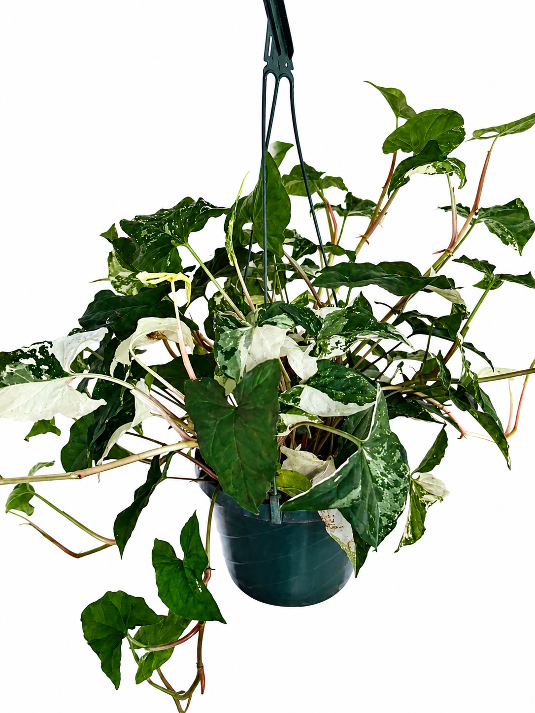 8” Syngonium Albo XL