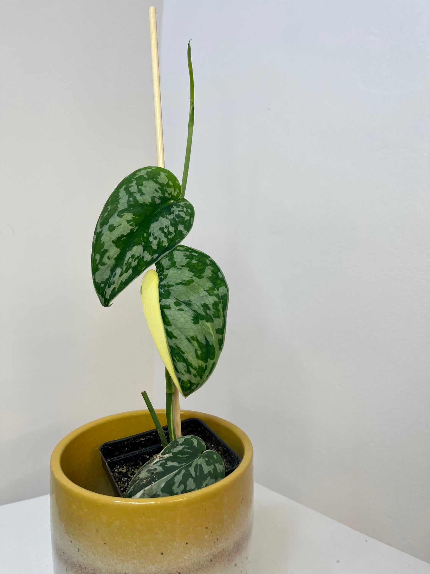 3" Scindapsus Pictus 'Mayari' Albo Variegated