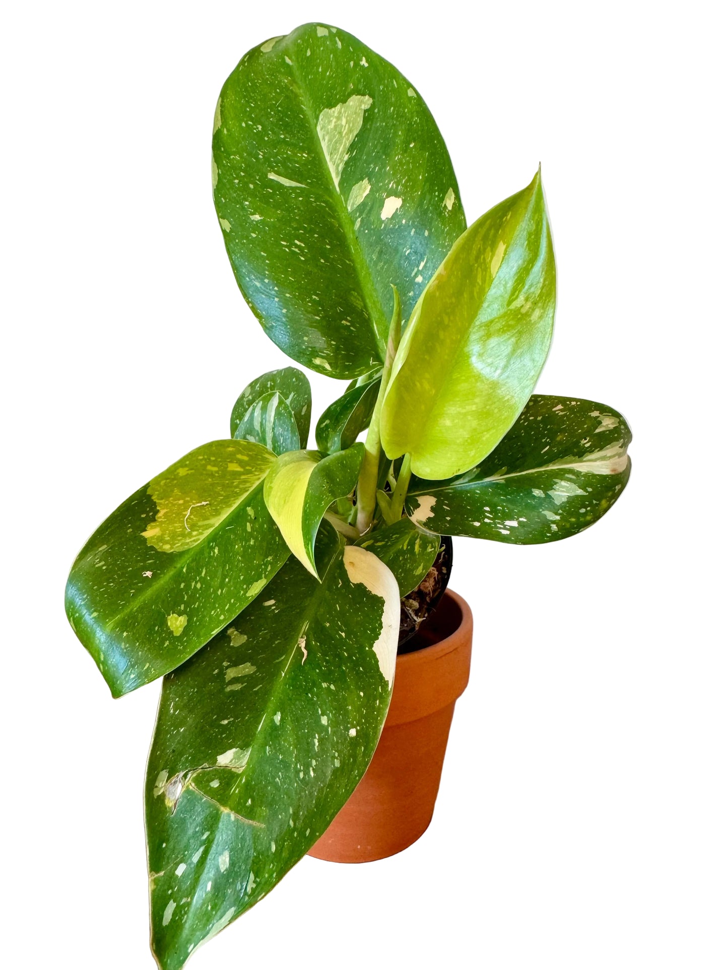 4” Philodendron Congo Nuclear Variegated