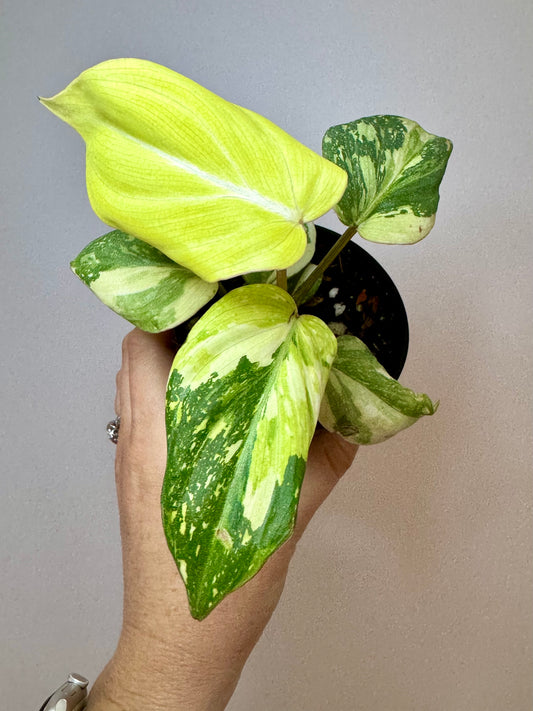 3" Philodendron Gloriosum Variegated