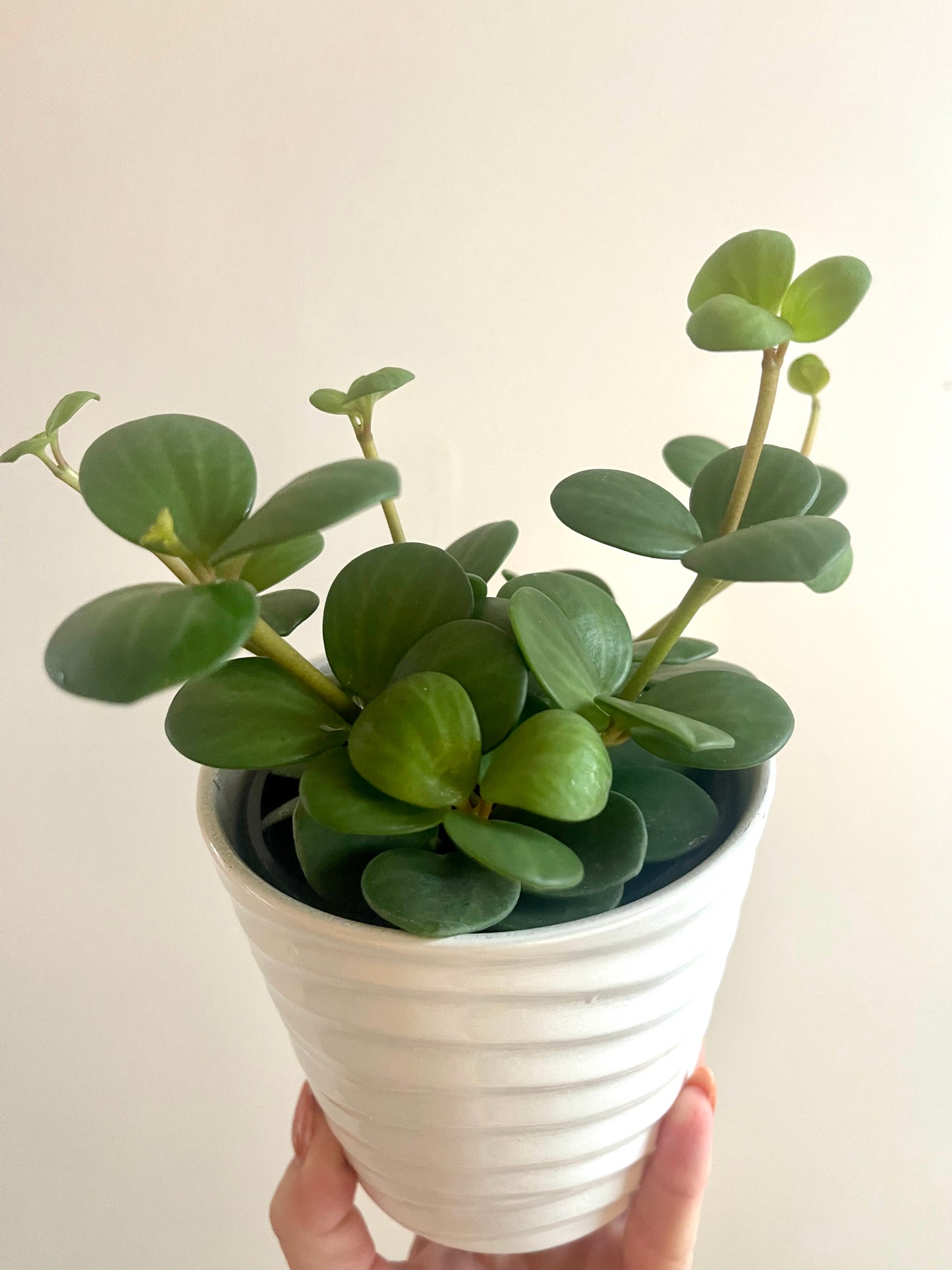 4” Peperomia Hope