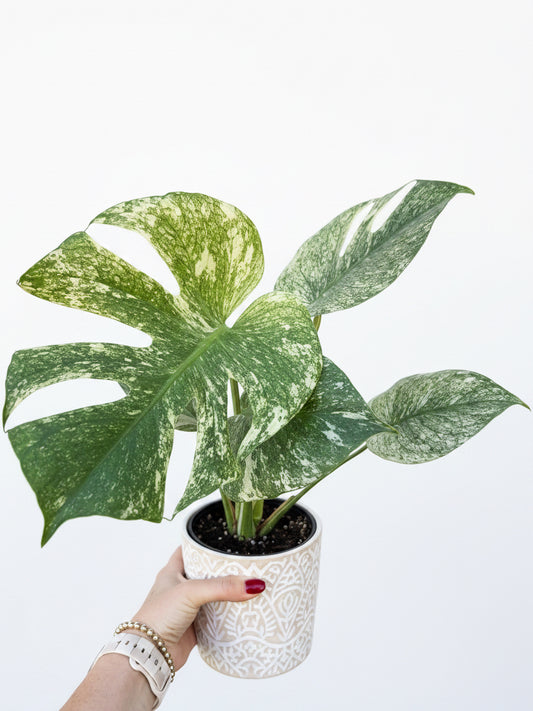 Monstera White Monster
