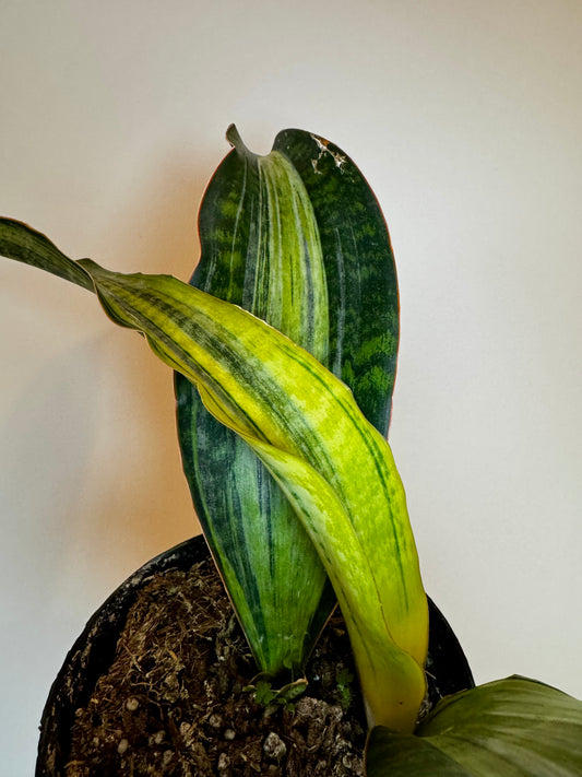 6” Sansevieria 'Whale Fin' Variegated (White)
