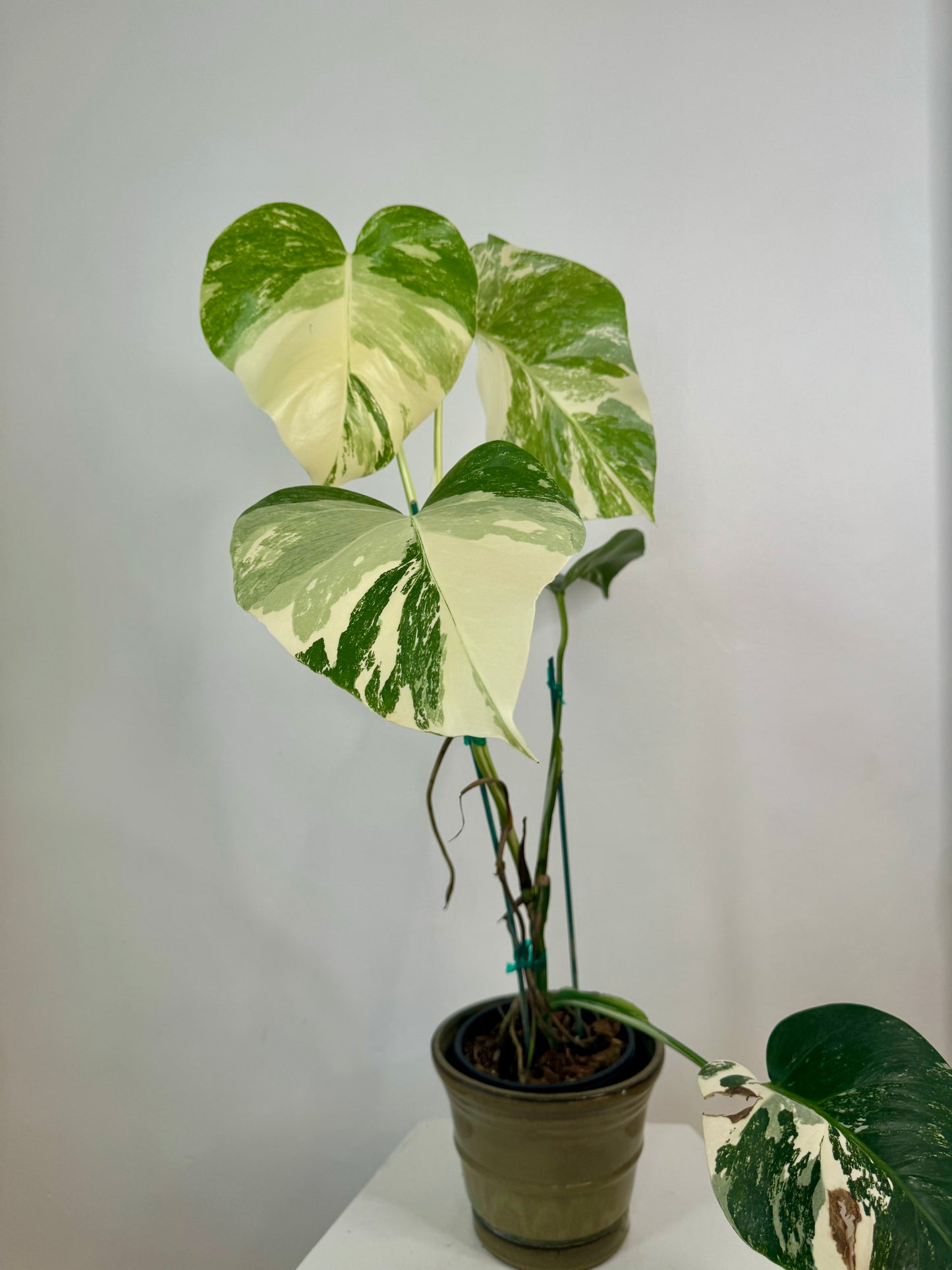 5" Monstera Albo