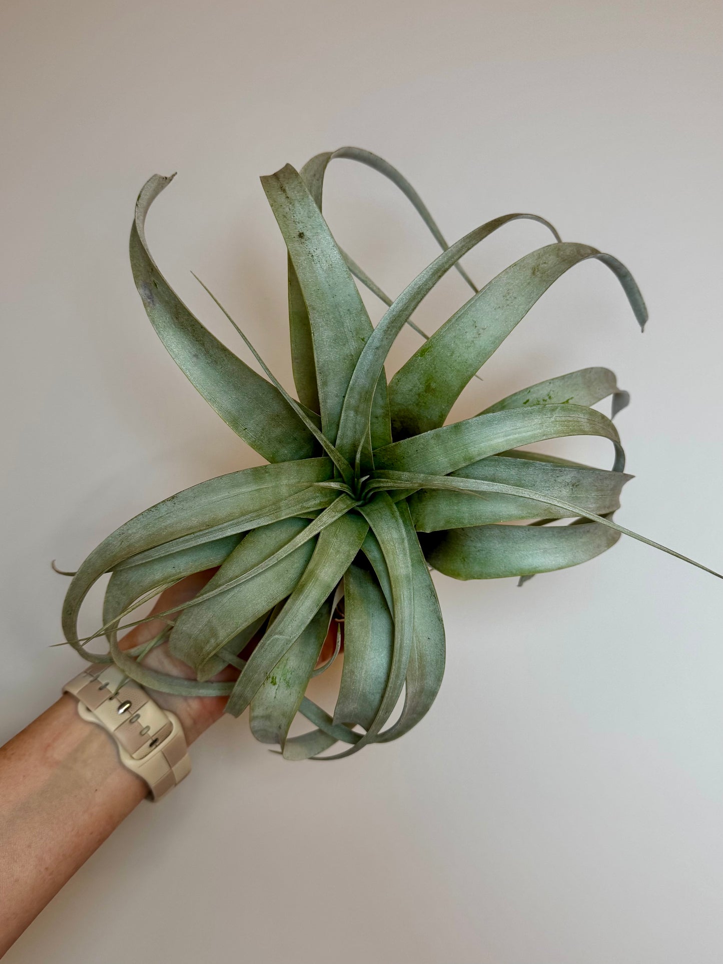 Tillandsia Xerographica (Large)