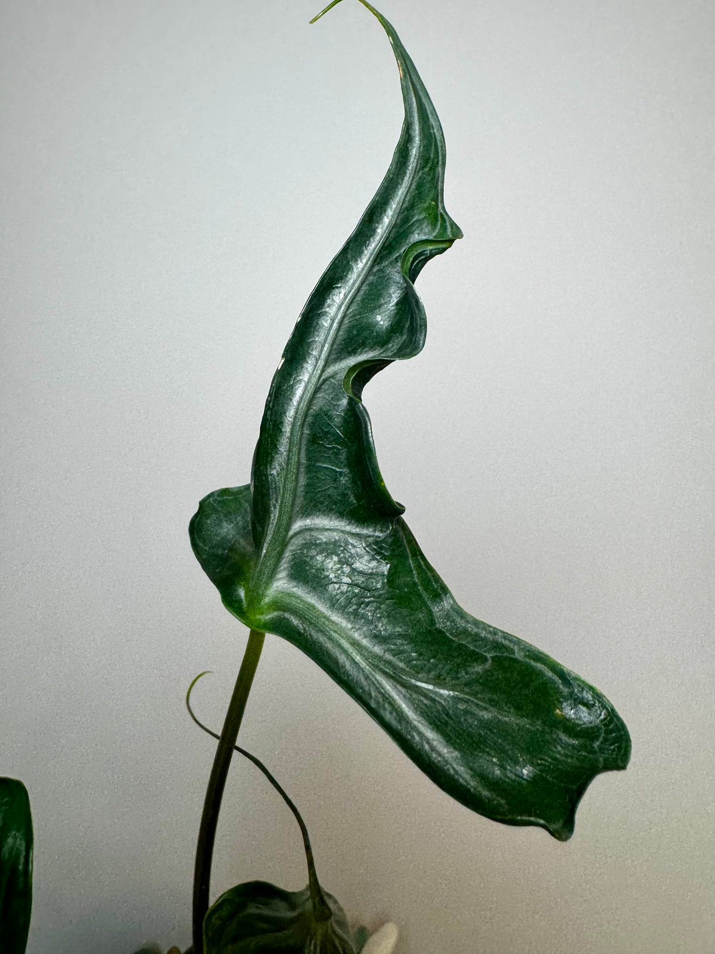 4" Alocasia 'Teletubbies'