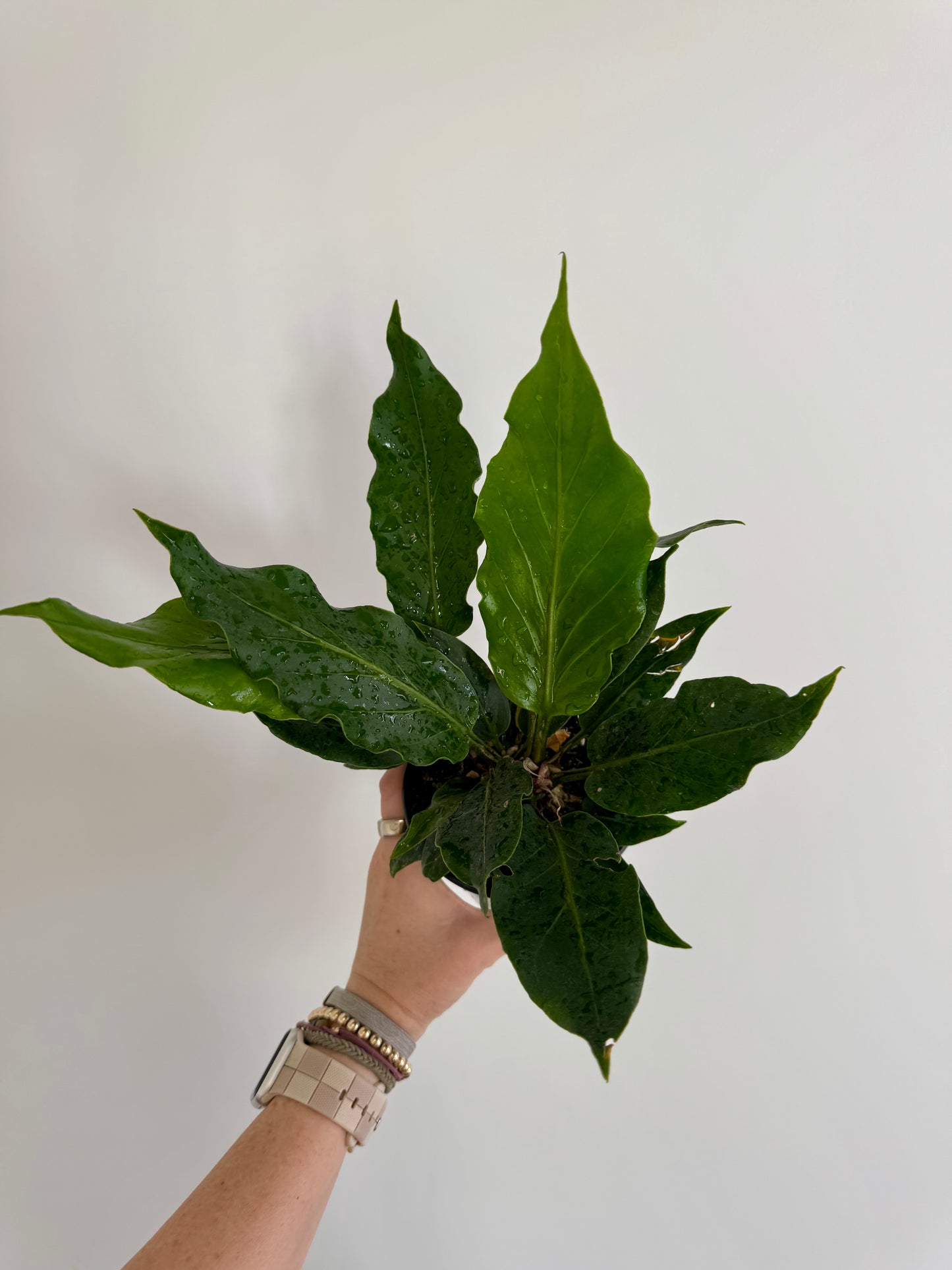 4.5" Anthurium Plowmanii