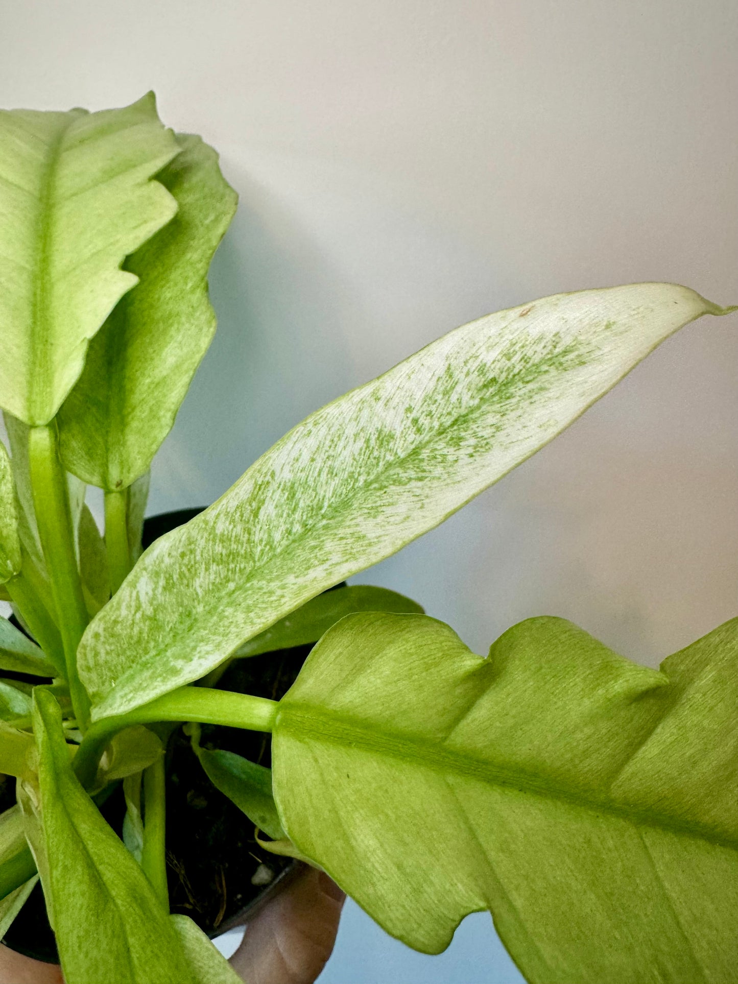 4” Philodendron 'Pluto' Mint Variegated