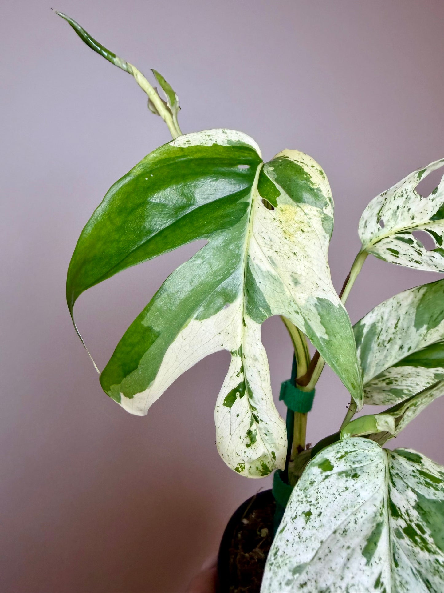 4” Epipremnum Pinnatum Marble