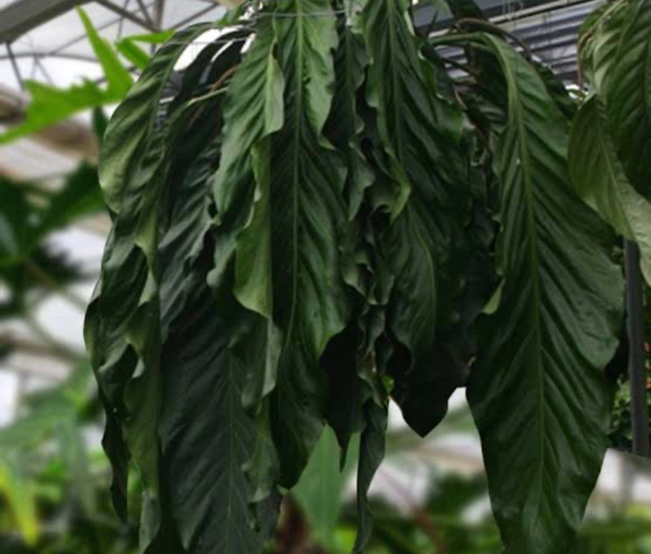 4" Anthurium 'Big Bill'