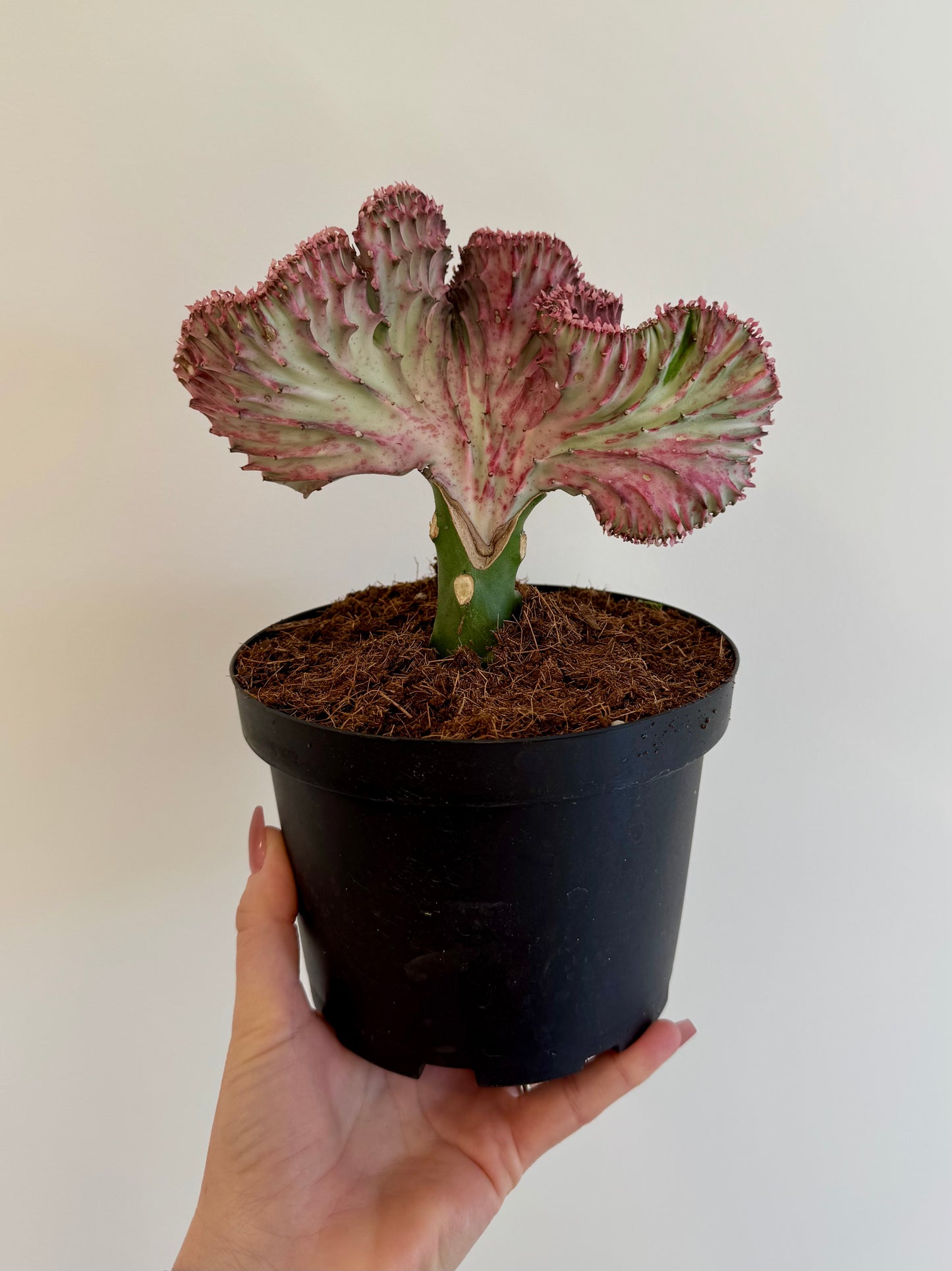 6" Euphorbia Lactea Pink 'Mermaid Tail Cactus'