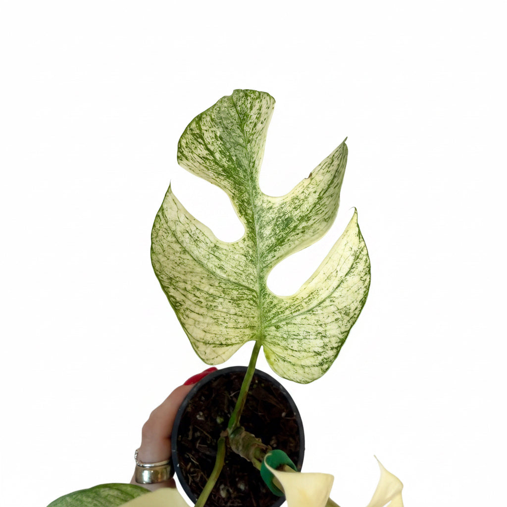 3” Rhaphidophora Tetrasperma 'Ginny White Monster'