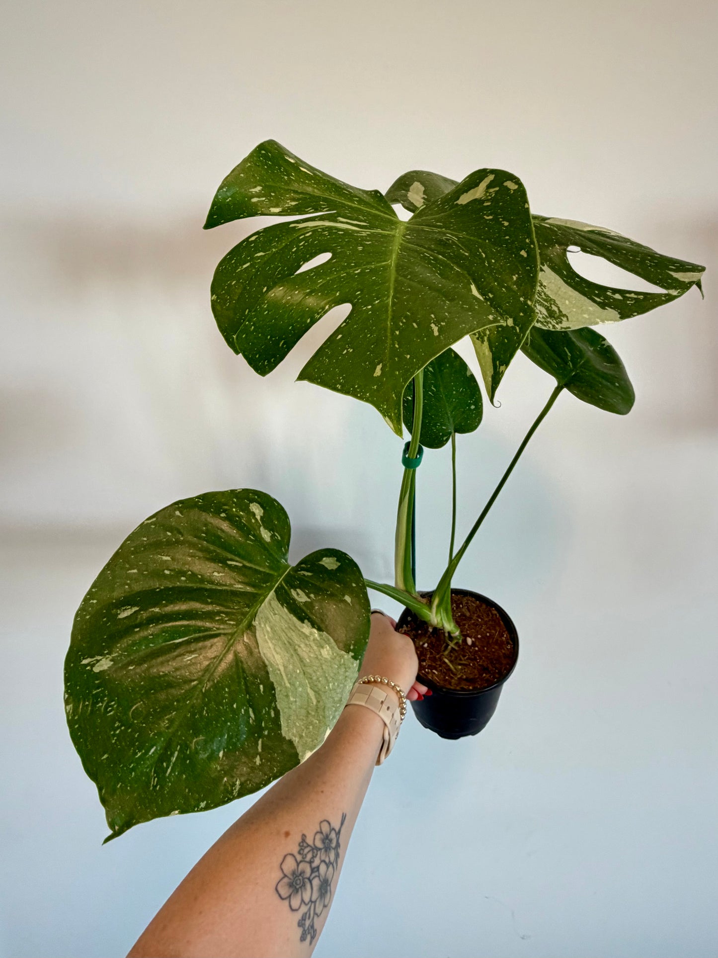 5” Monstera Thai Constellation