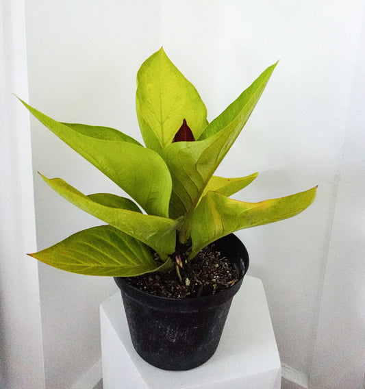 10" Anthurium King of Kings (bareroot)