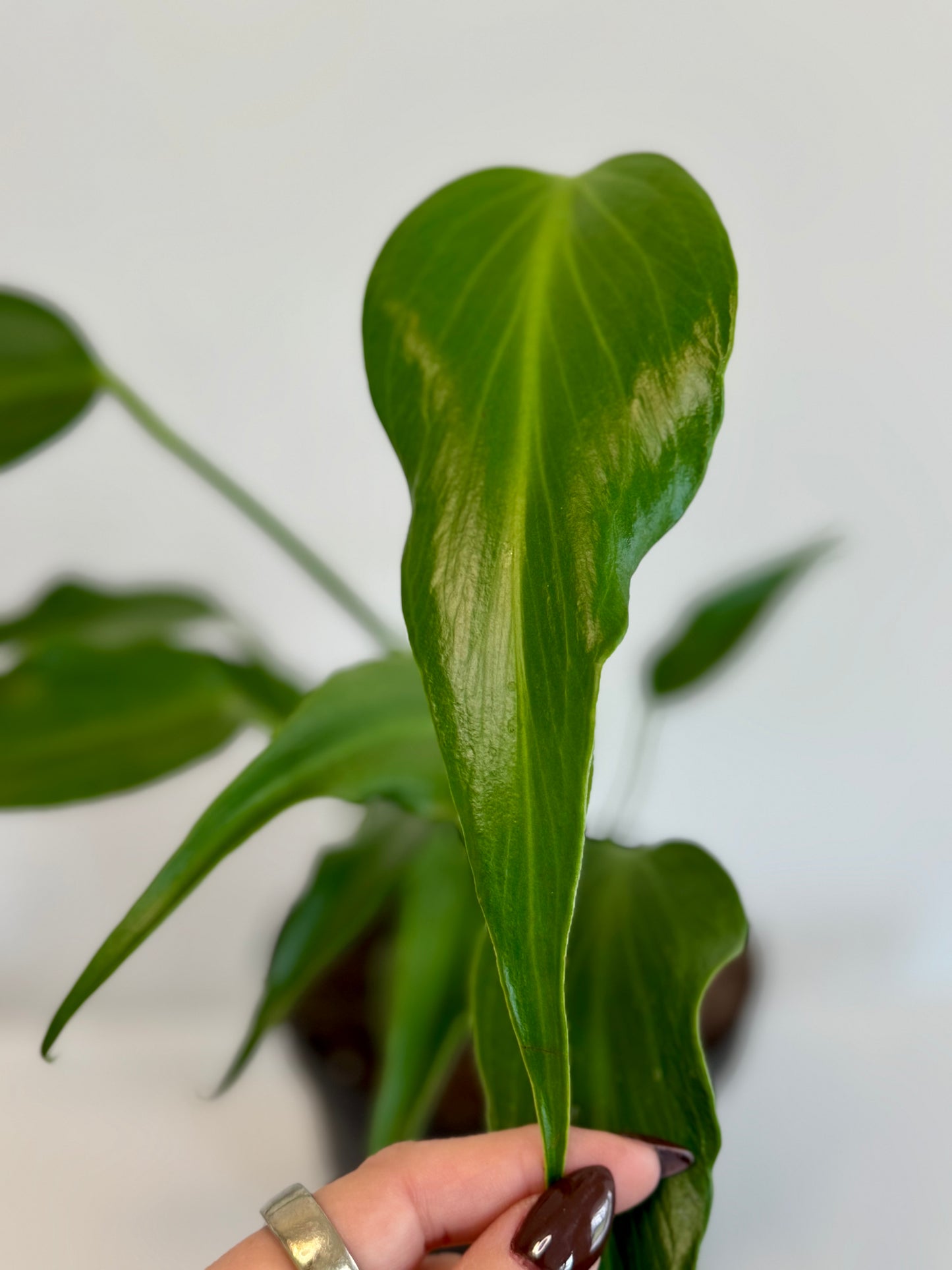 6" Monstera Burle Marx Flame
