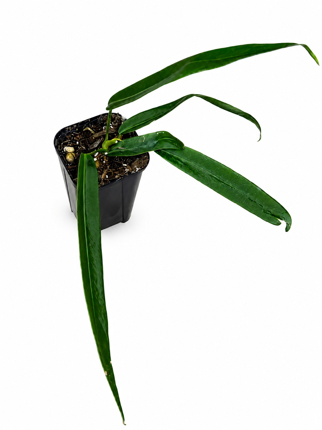 3" Anthurium Pallidiflorum