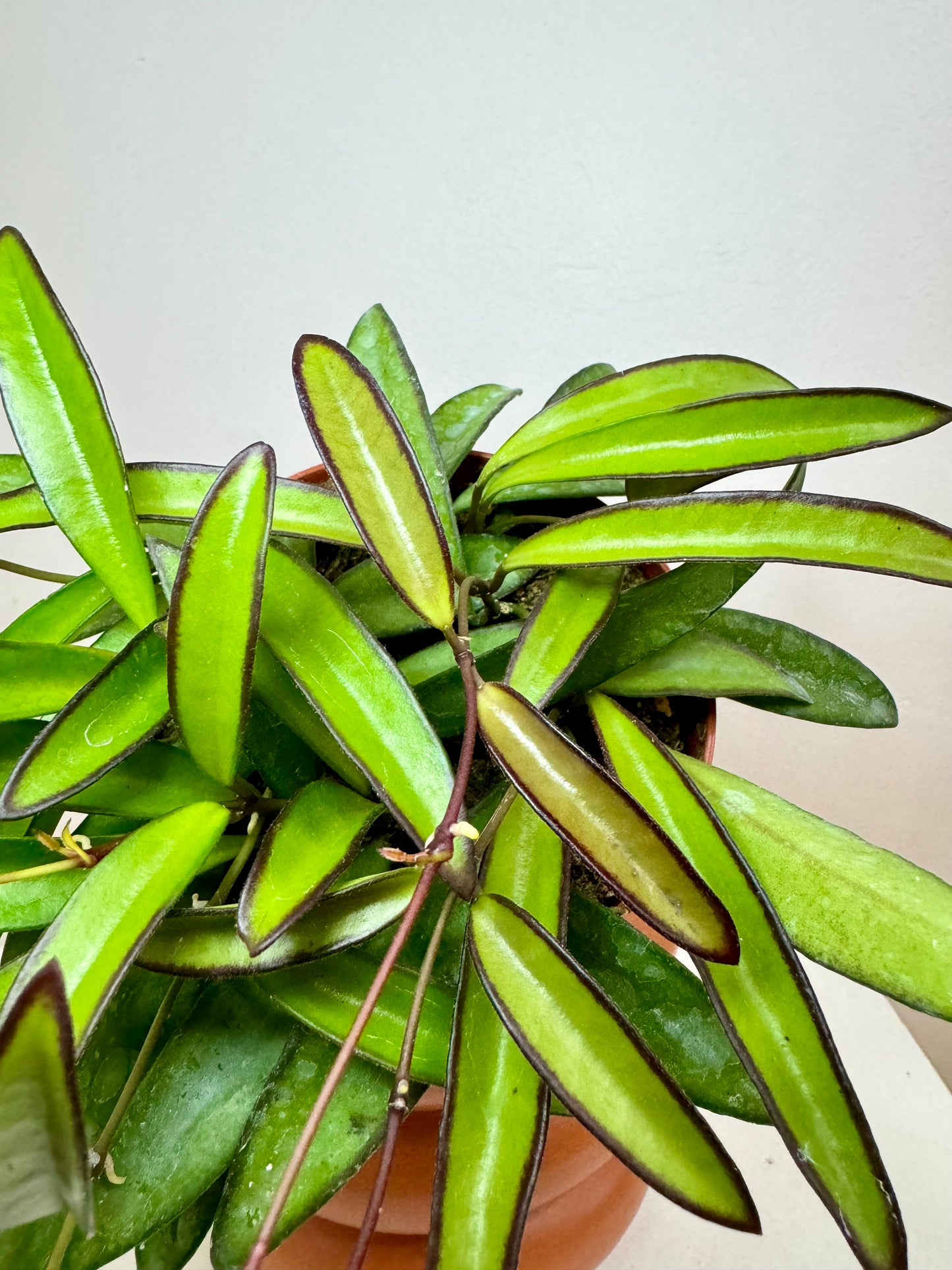 6” Hoya Wayetti; pet safe indoor houseplant