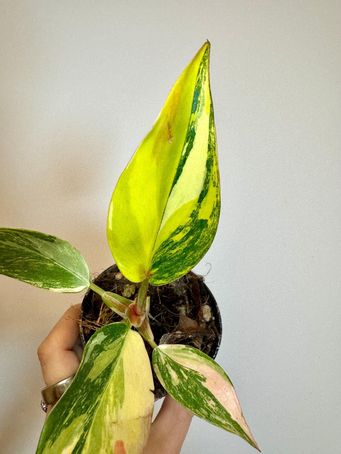 3" Philodendron White Knight Tricolor