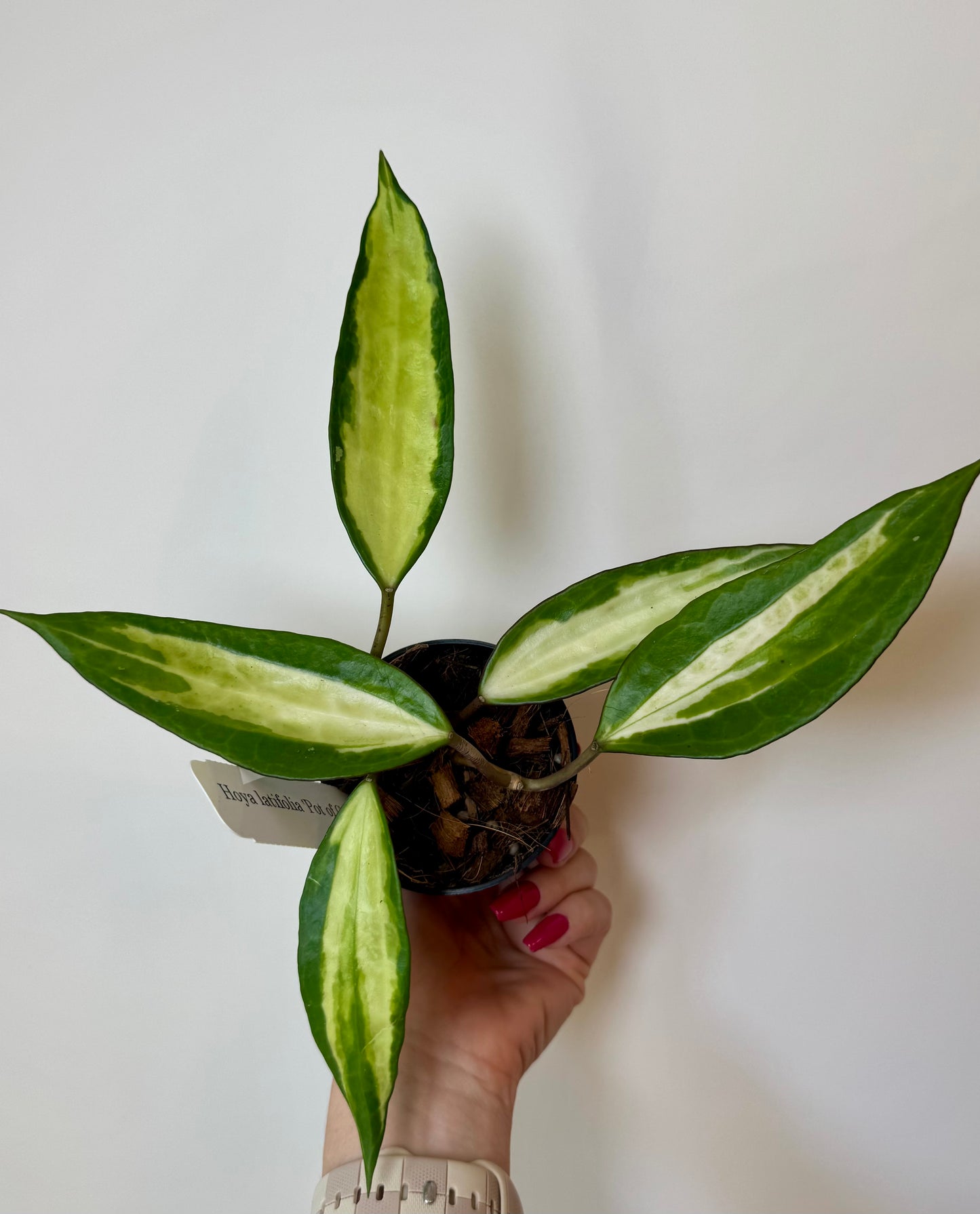 4" Hoya Macrophylla Reverse Variegated ‘Pot of Gold’