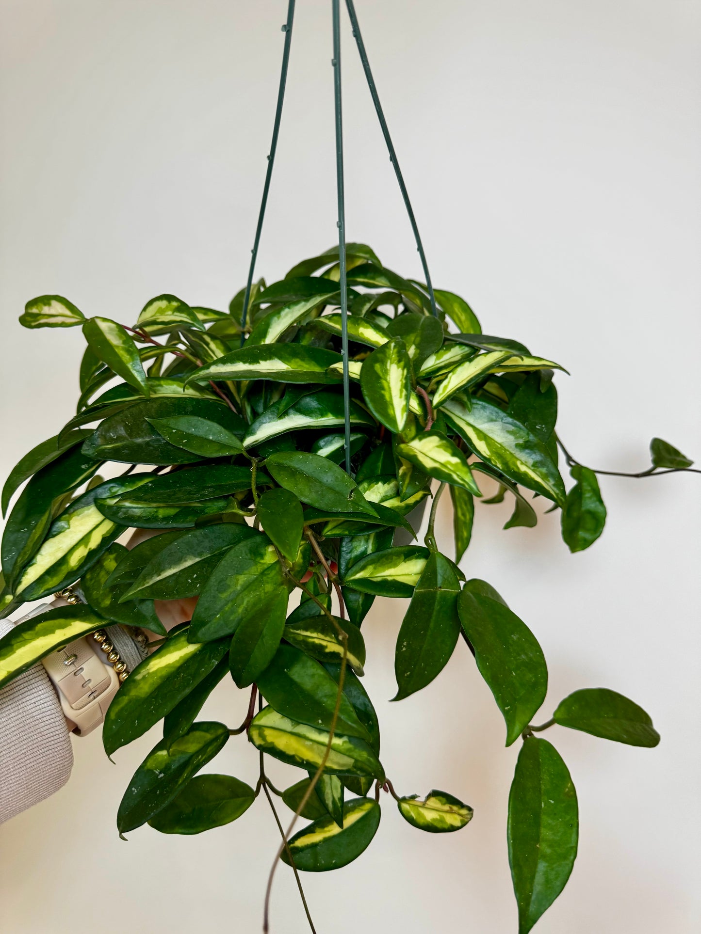 6" Hoya Krimson Princess