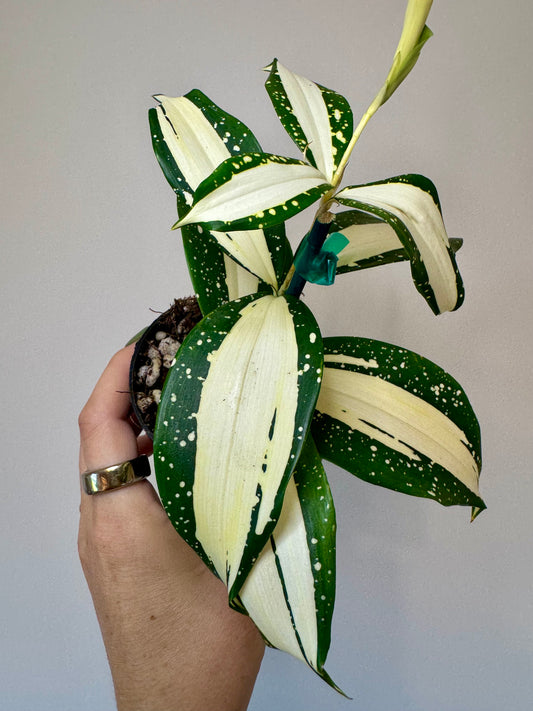 3” Dracaena Surculose ‘Milky Way’